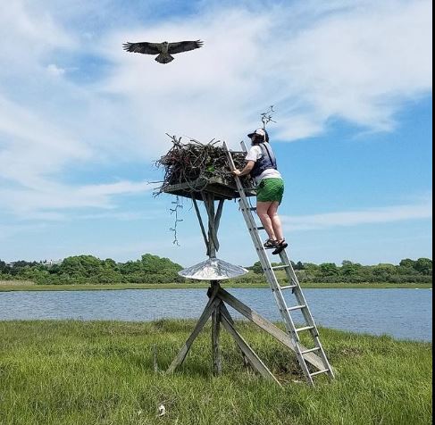 The South Coast Ospreys Are Back